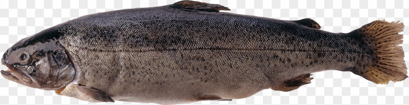 Fish Trout Salmonids Atlantic Salmon PNG