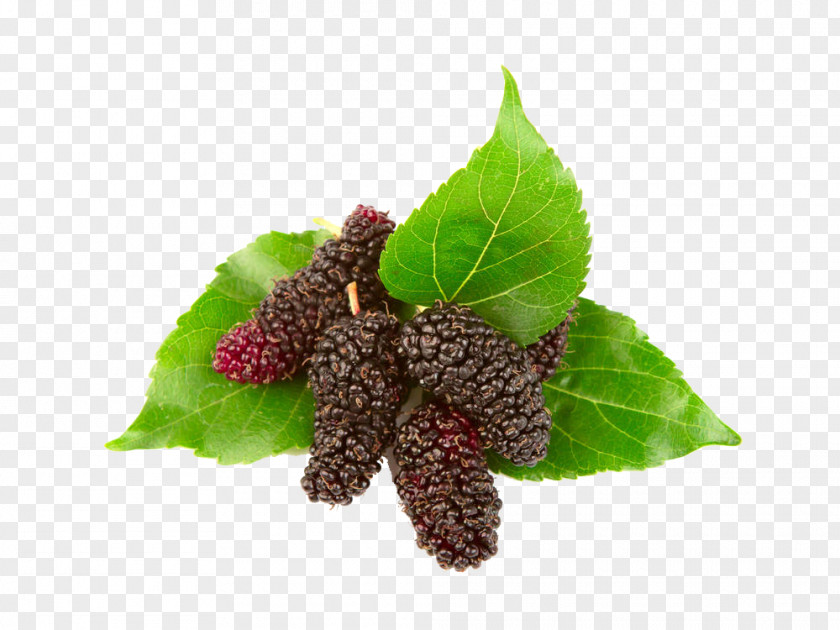 Fresh Mulberry And Leaves Blackberry Red Black Euclidean Vector PNG