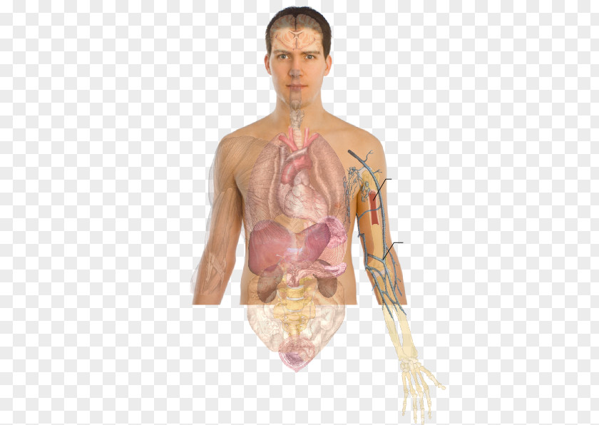 Human Body Skeleton Bone Anatomy Organ PNG body skeleton Organ, clipart PNG