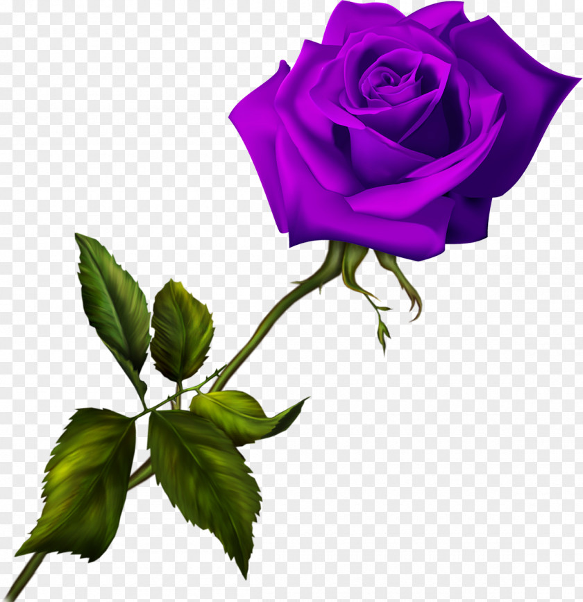 Lilac Blue Rose Garden Roses PNG