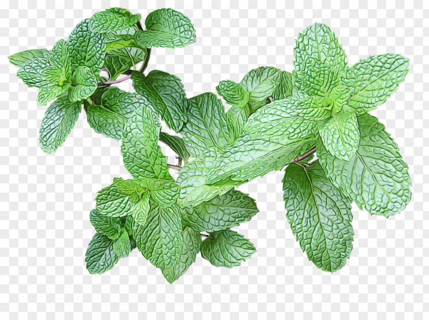 Perennial Plant Nettle Family Lemon Flower PNG