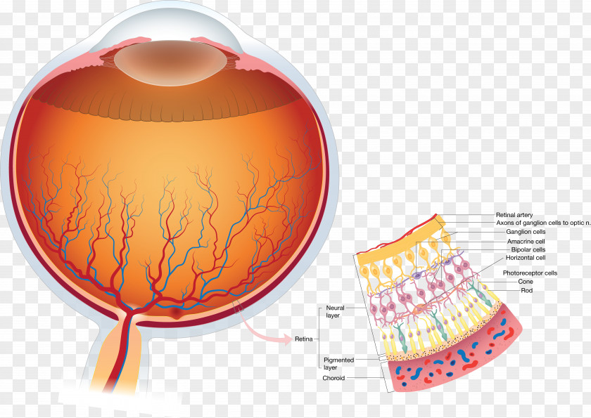 Retina Human Eye Anatomy Visual Perception PNG