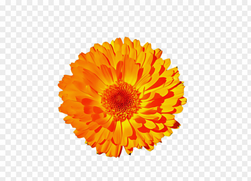 Sunflower Daisy Family Flowers Background PNG