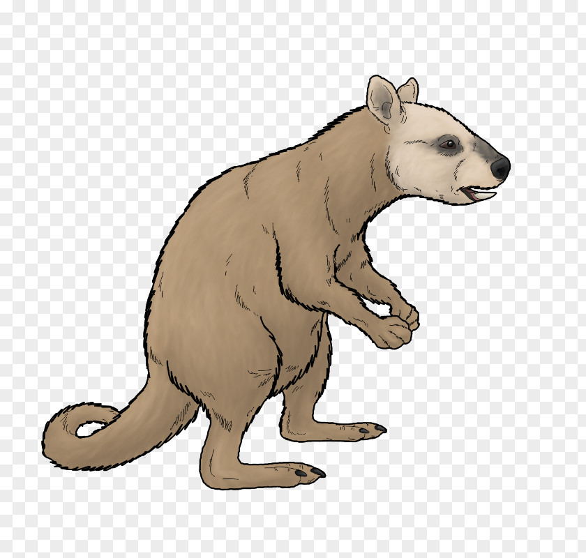 Bear Ekaltadeta Marsupial Rat Kangaroo PNG
