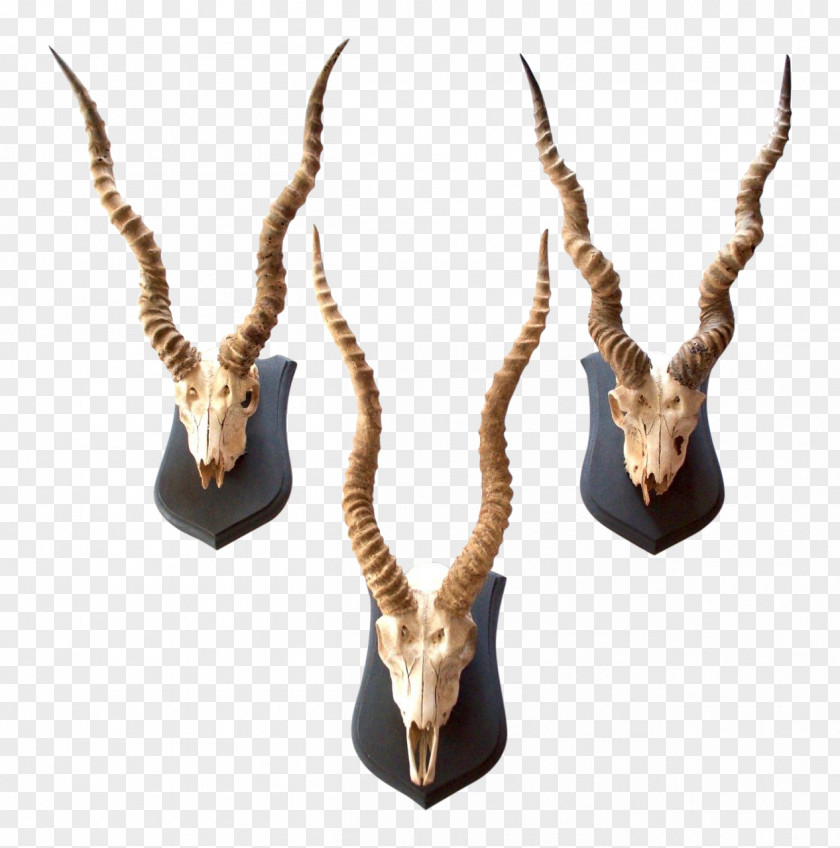 Gazelle Impala Antelope Blackbuck Horn Antler PNG