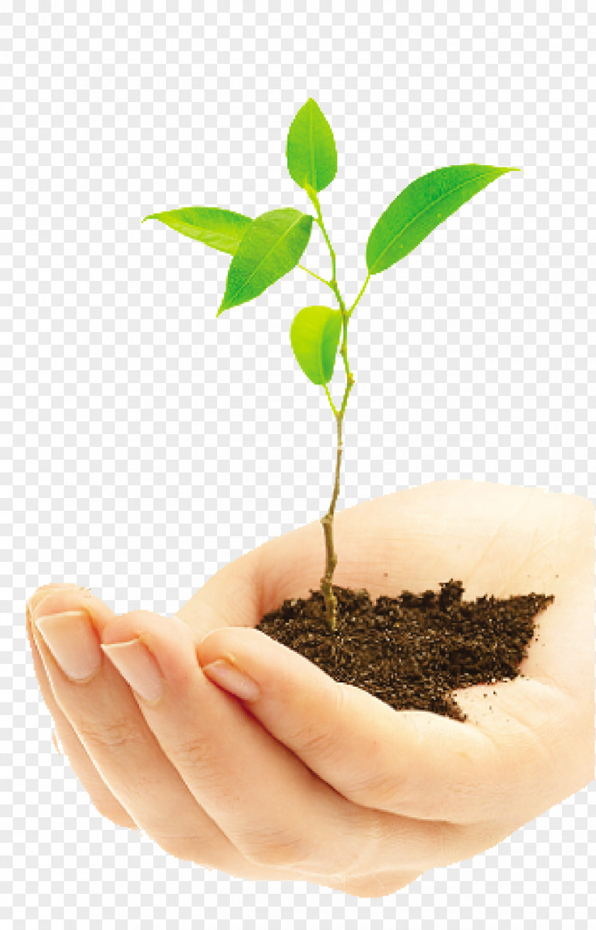 Plants Stock Photography Royalty-free Image PNG