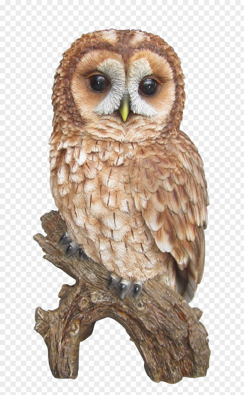 Tawny Owl Barn Barred Clip Art PNG