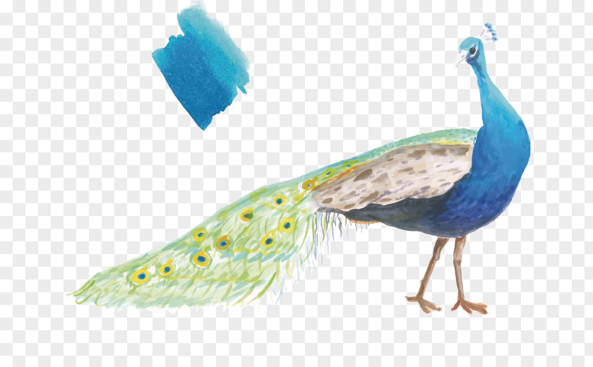 Vector Watercolor Painted Peacock And Blue Peafowl Gift Greeting Card Printmaking Illustration PNG
