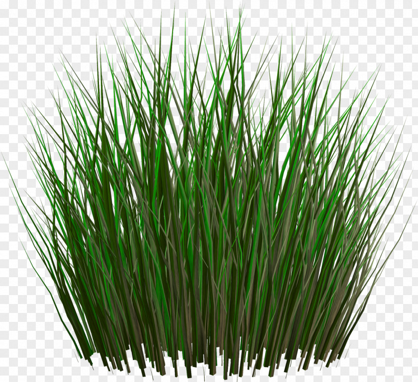 Grass Image Resolution Grasses Clip Art PNG