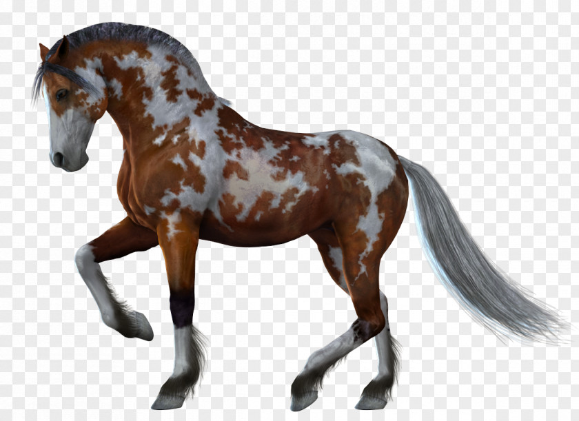 Horse Fell Pony Black & Hound PNG