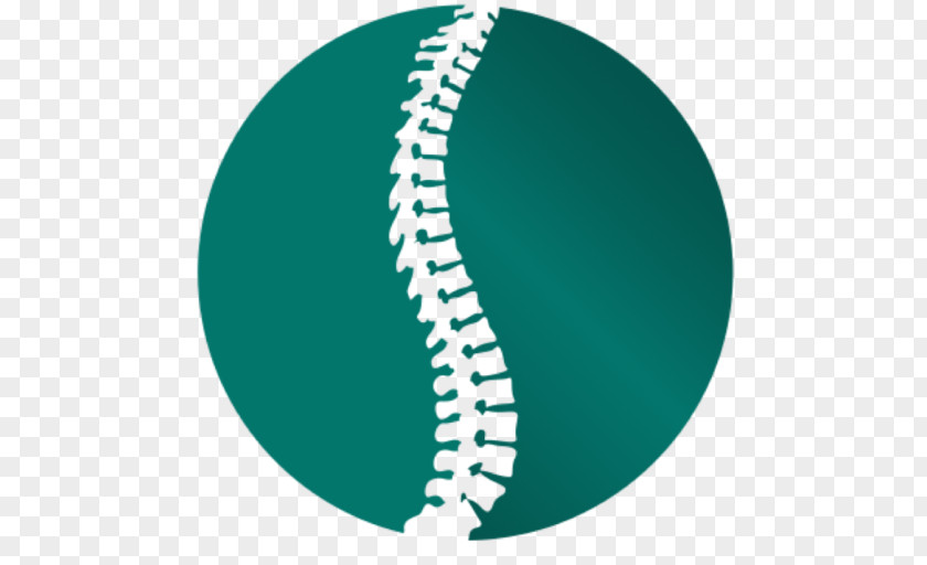 Scoliosis Chiropractic Vertebral Column Health Care Sports Injury PNG