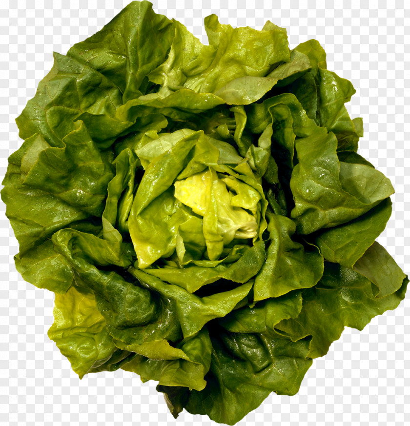 Vegetable Romaine Lettuce Caesar Salad Greens Butterhead Iceberg PNG