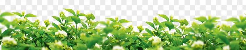 Gardenia Flower Background Evaporative Cooler Fan Solar Power PNG