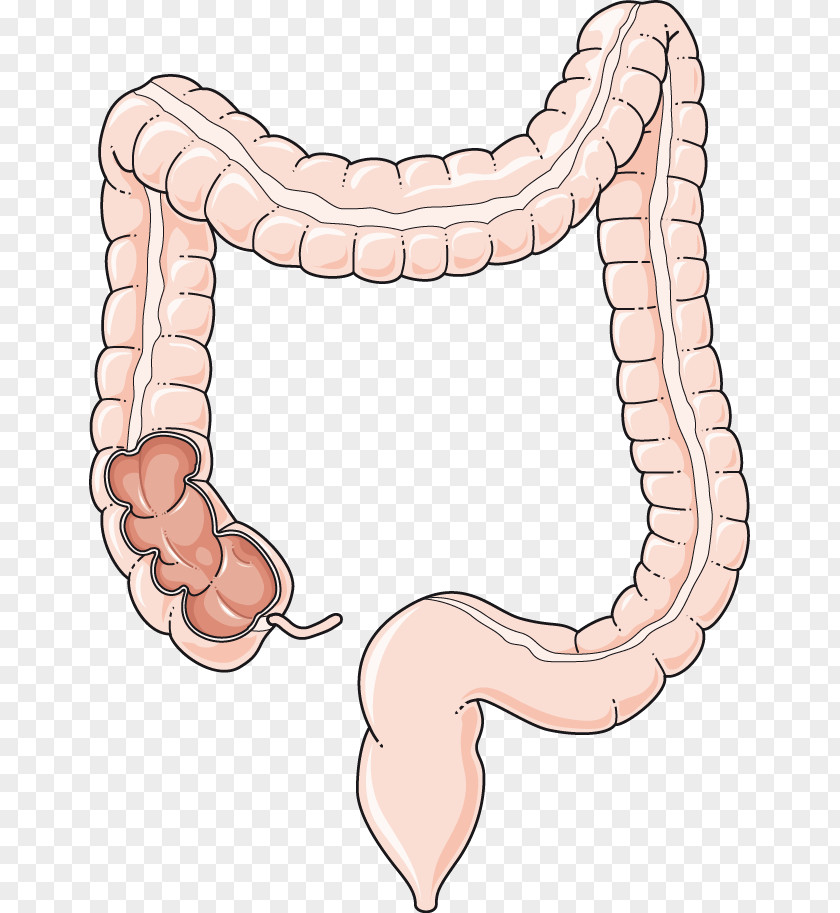 Large Intestine Gastrointestinal Tract Small Human Digestive System Clip Art PNG