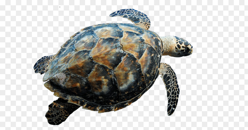 Swimmimg Hawksbill Sea Turtle Clip Art PNG