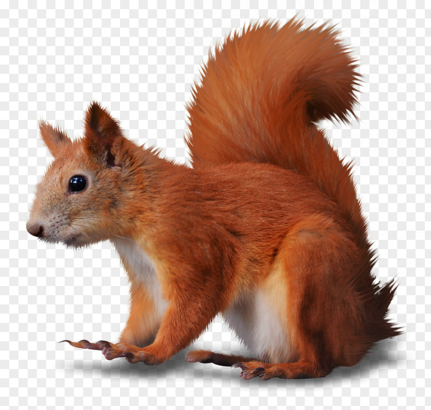 Ze Rodent Fox Squirrel Tree Red Animal PNG