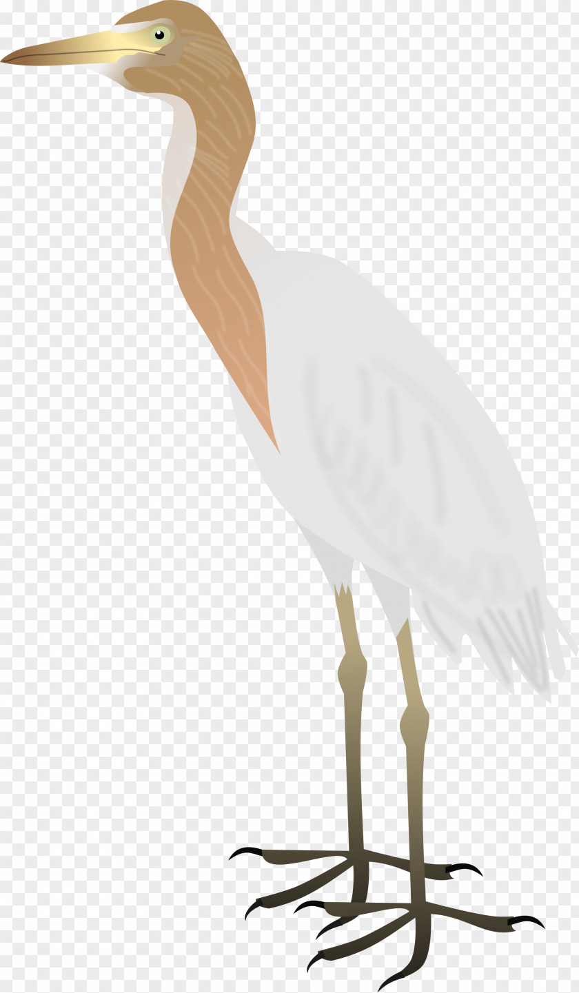 Bird Heron Great Egret Wader PNG