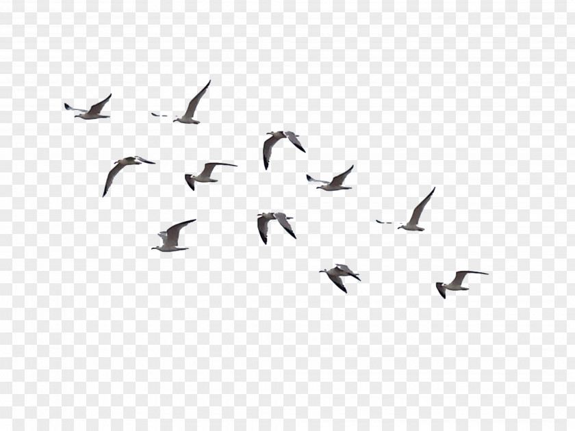 Birds Bird Flight Flock PNG