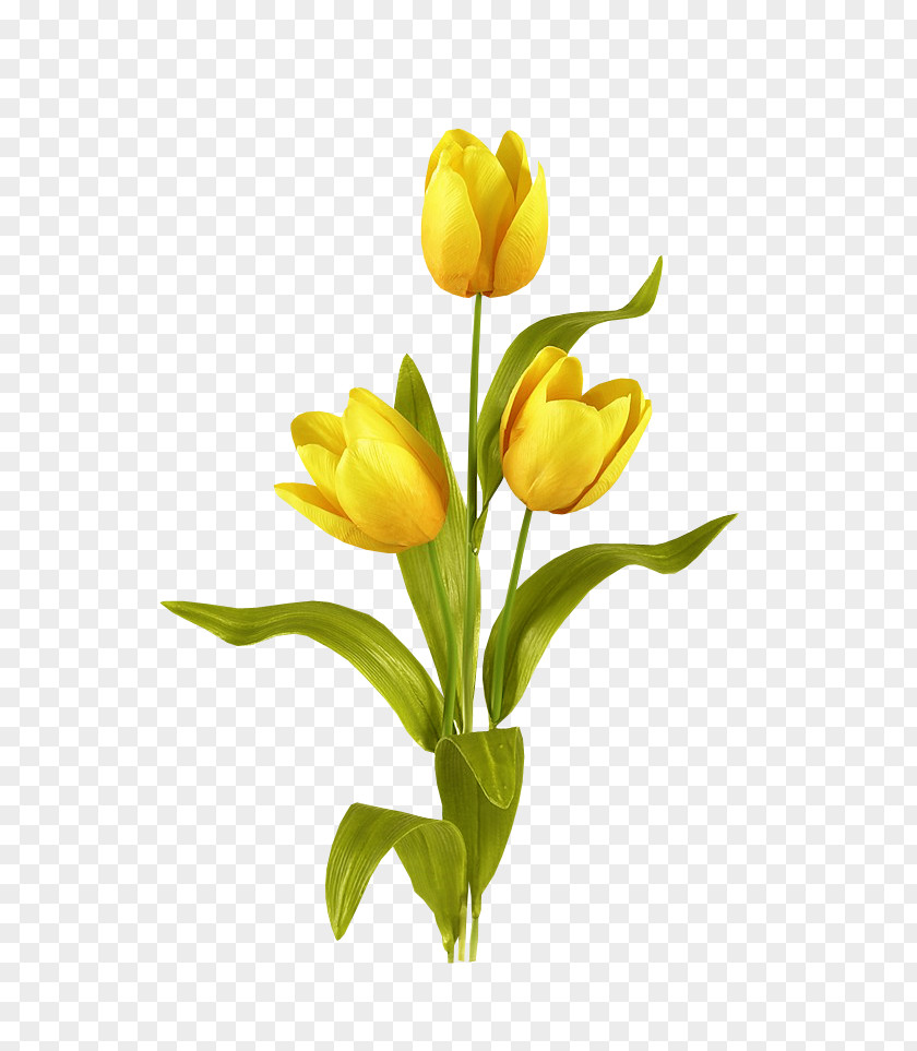 Blooming Yellow Tulips Tulip Mania Flower Bouquet Bulb PNG
