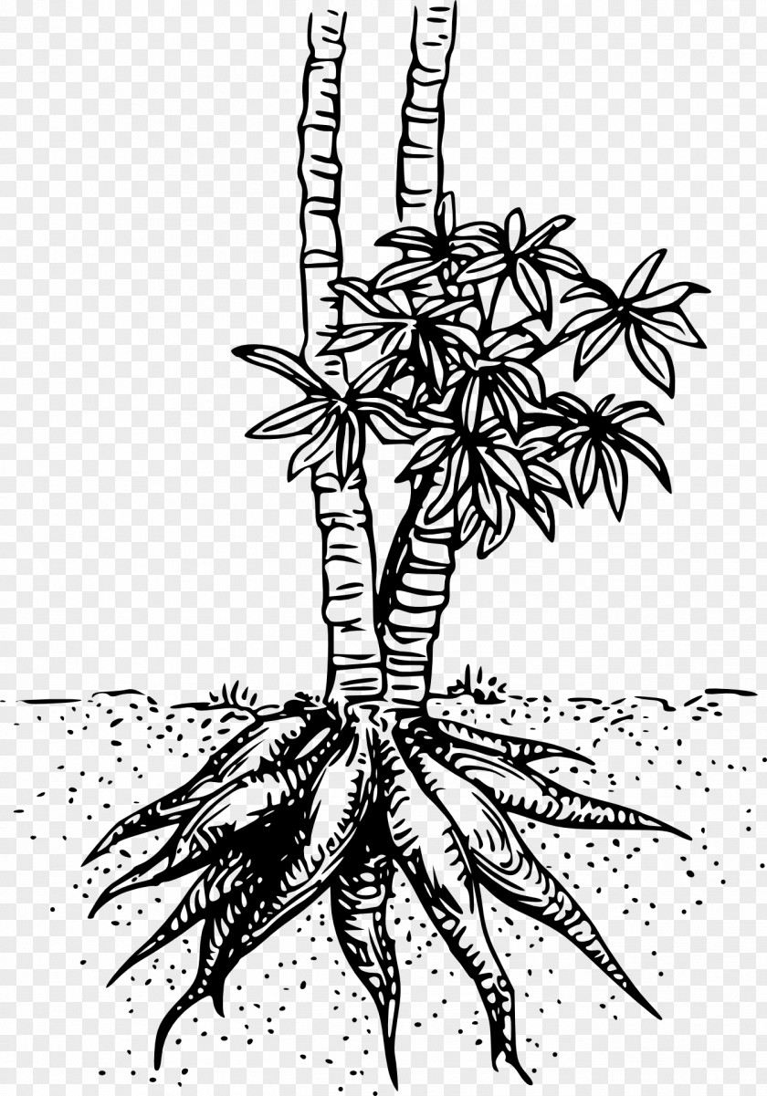 Cassava Clip Art PNG