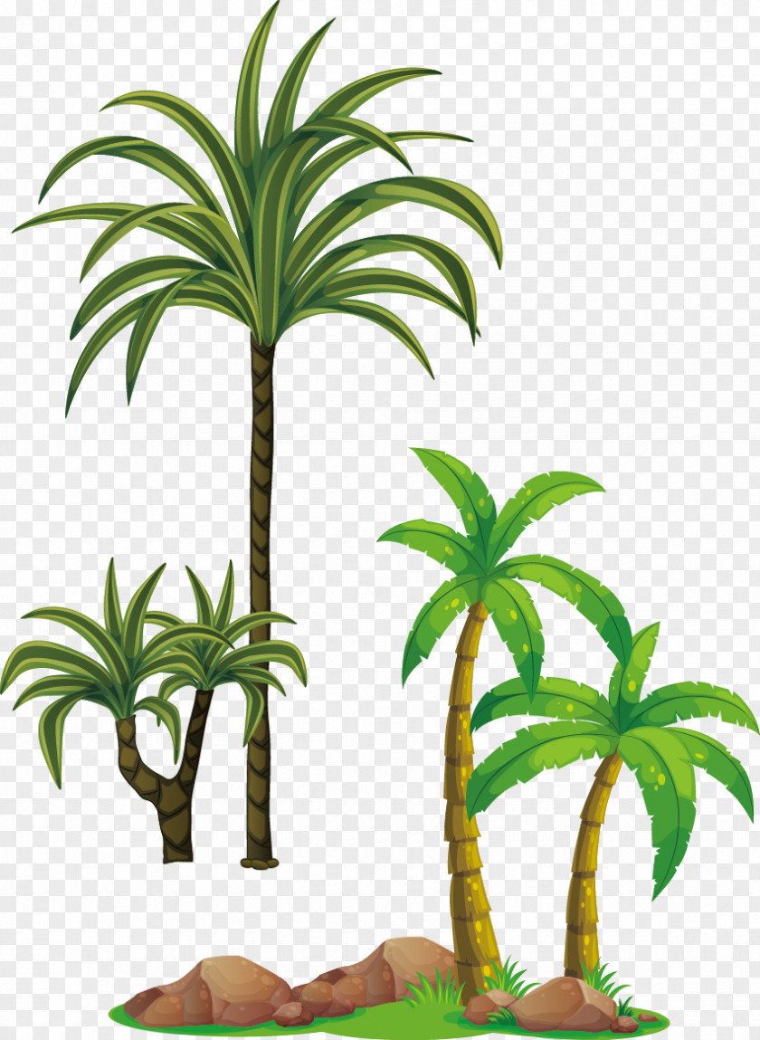 Coconut Tree Vector Arecaceae Clip Art PNG