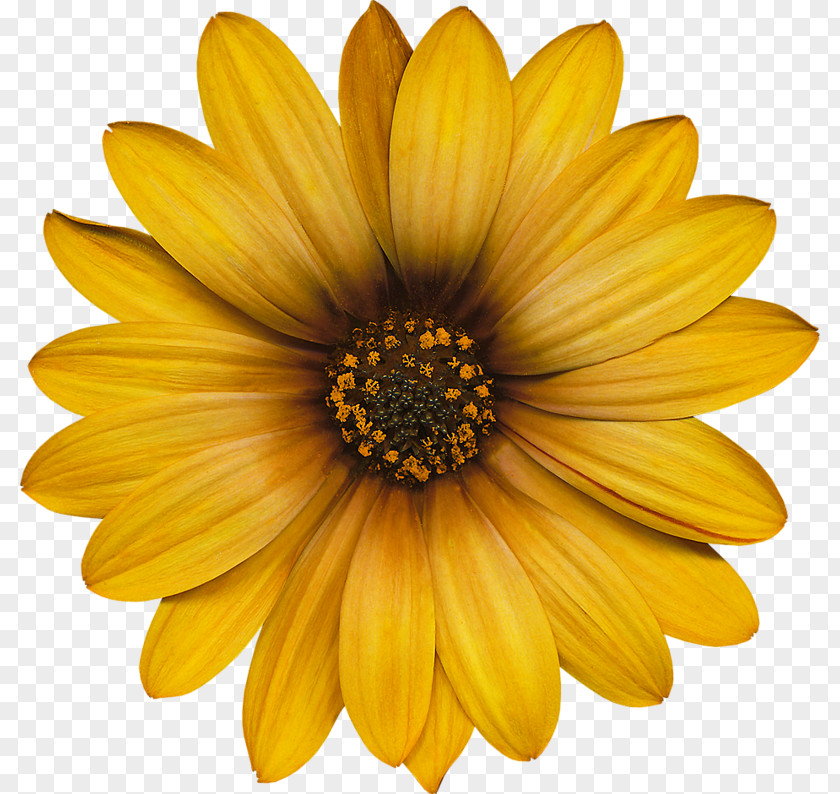 Flower Common Sunflower Transvaal Daisy Color PNG