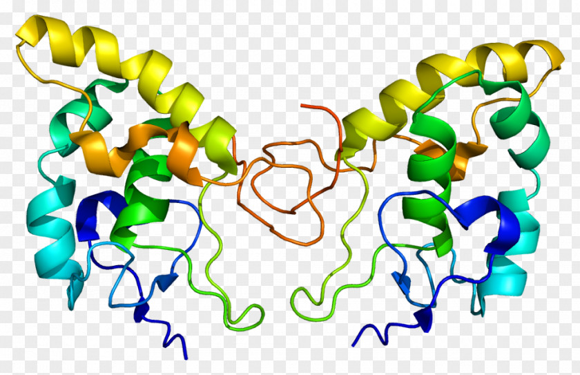FZD8 Frizzled Protein Gene Function PNG