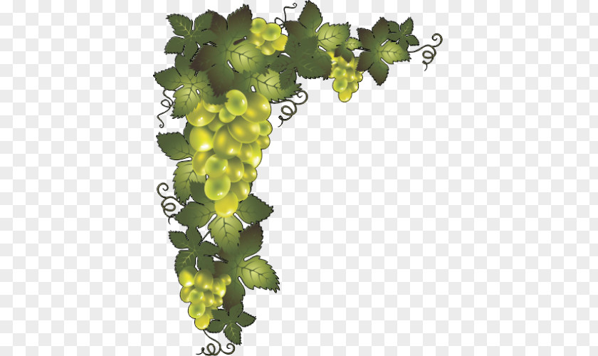 Grape Common Vine Borders And Frames Clip Art Image PNG