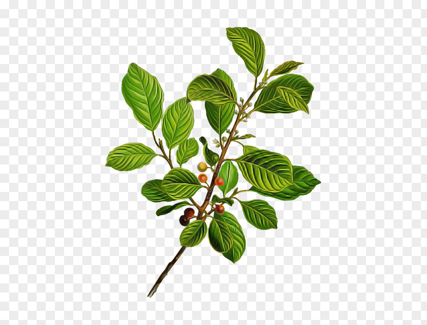 Herb Food Plant Leaf Flower Tree Branch PNG