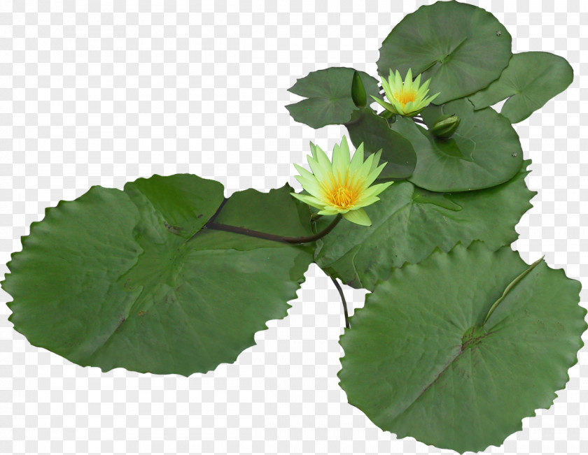 Lotus Nelumbo Nucifera Clip Art PNG