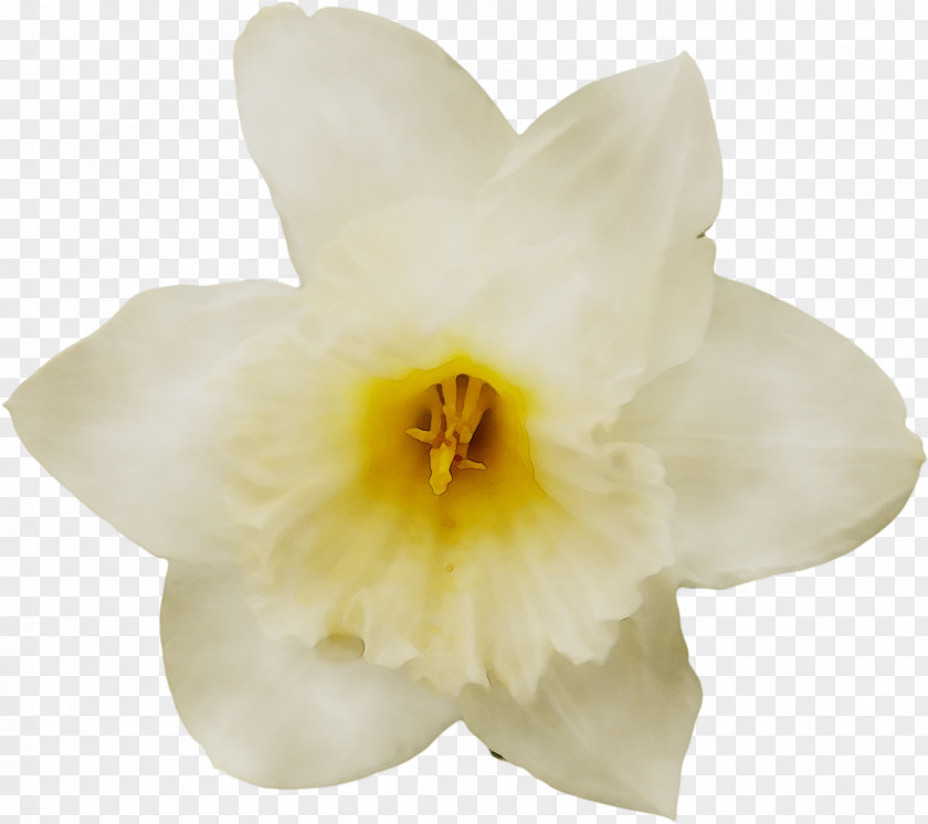 Narcissus Cattleya Orchids Moth PNG