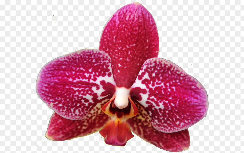 Orchid TREE Moth Orchids Amazon.com Cattleya Magenta PNG