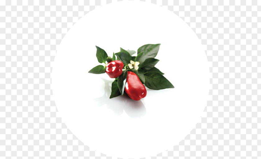 Paprika Peppermint Cranberry Herbaceous Plant PNG