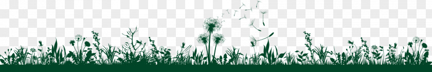 Unkraut Desktop Wallpaper Grasses Energy Phenomenon White PNG