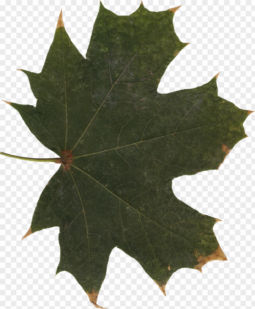 25 Maple Leaf PNG