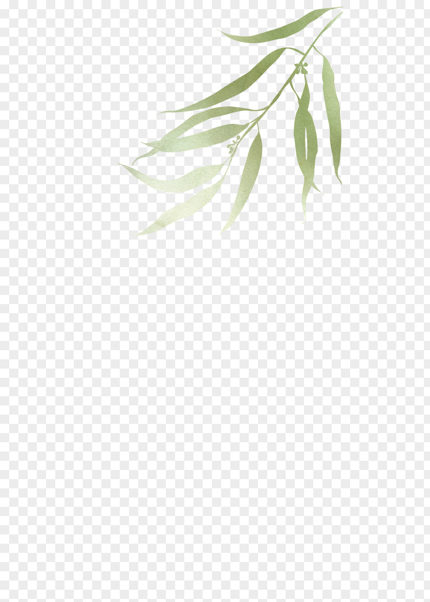 Eucalyptus Branch Leaf Plant Stem Twig Tree PNG