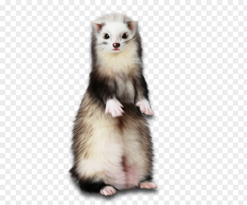Ferret Weasels Cat Paper Rodent PNG