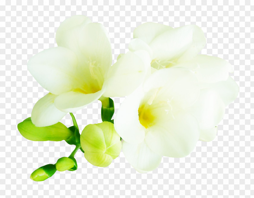 Flower Cut Flowers Floral Design Clip Art PNG