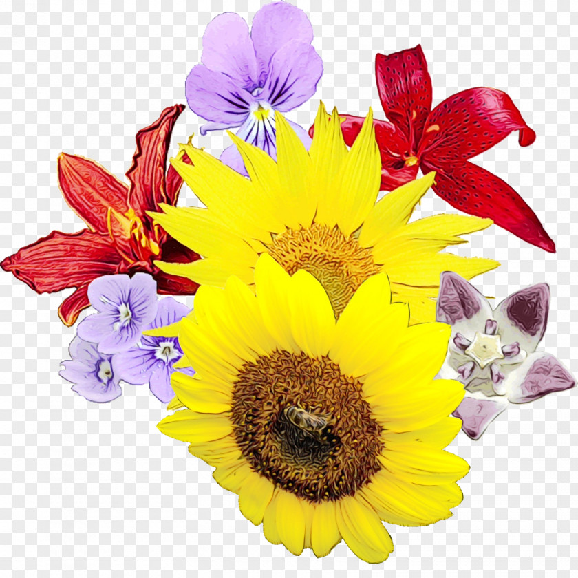 Gerbera Wildflower Sunflower PNG