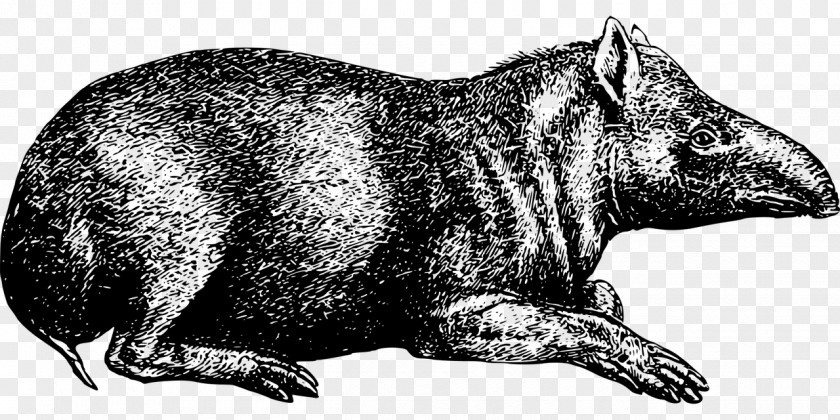 Raccoon Tapir Wombat Herbivore Animal PNG