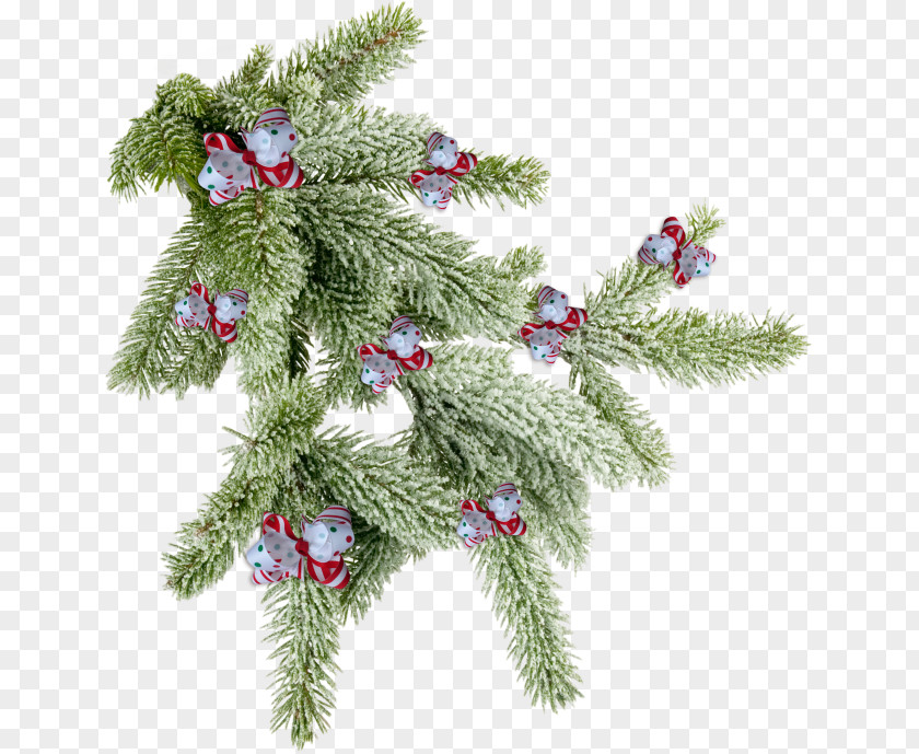 Tree Spruce Pine Fir Twig PNG