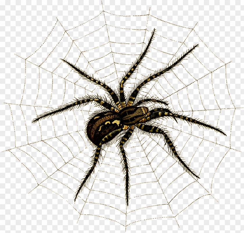 Spider Web Angulate Orbweavers Insect Arthropod PNG