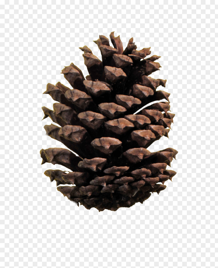 Stone Pine Conifer Cone Clip Art PNG