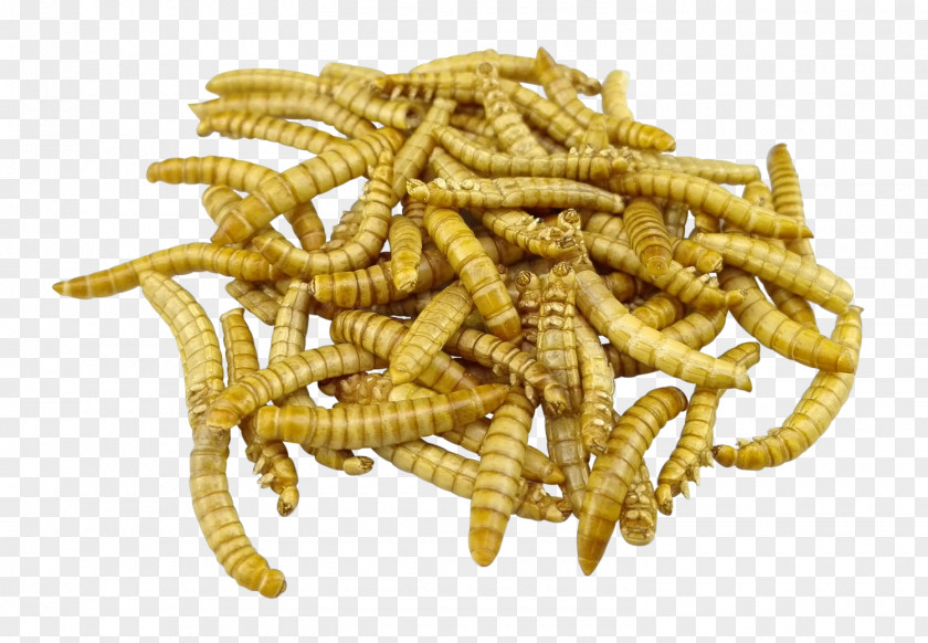 Web Shop Mealworm Insect Waxworm Larva Food PNG
