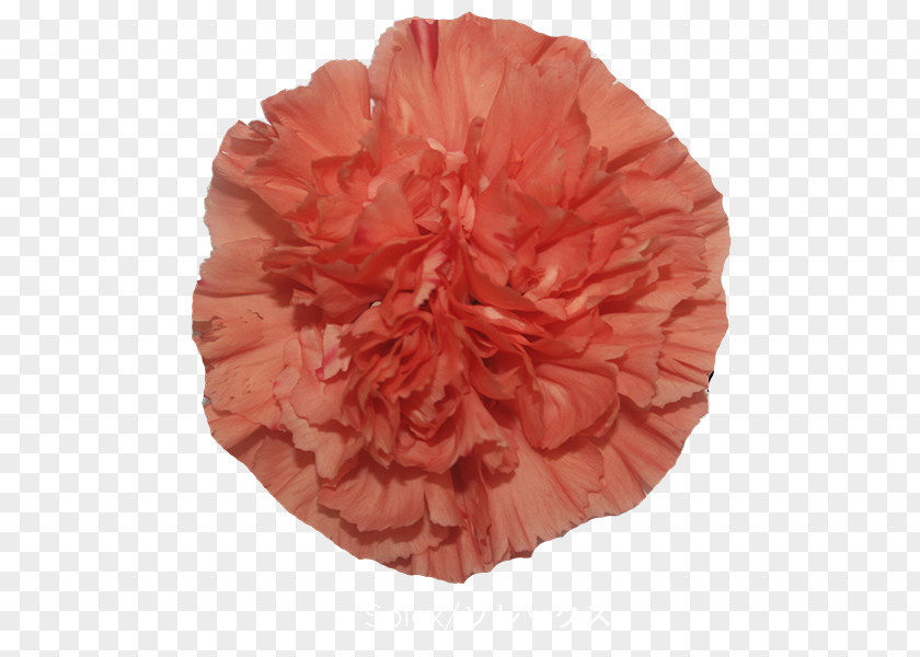 Carnation Cut Flowers Washington Floral Service Red PNG