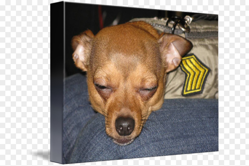 Puppy Dog Breed Chihuahua Miniature Pinscher Imagekind PNG