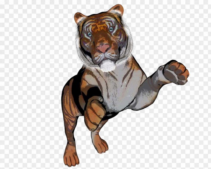 Tiger Aggression Wildlife Snout Animal PNG