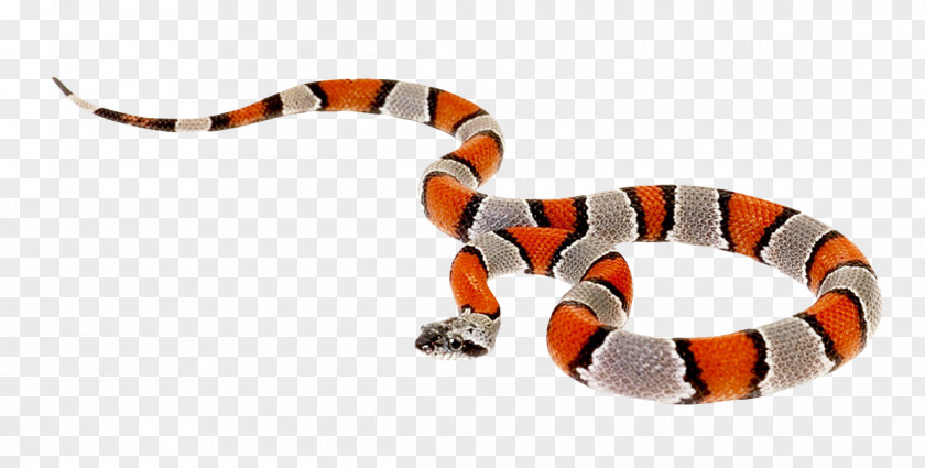 False Coral Snake Reptile Milk PNG