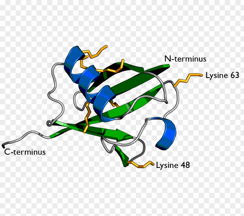 Fox No Buckle Diagram Ubiquitin Ligase Lysine Proteasome Ubiquitin-conjugating Enzyme PNG