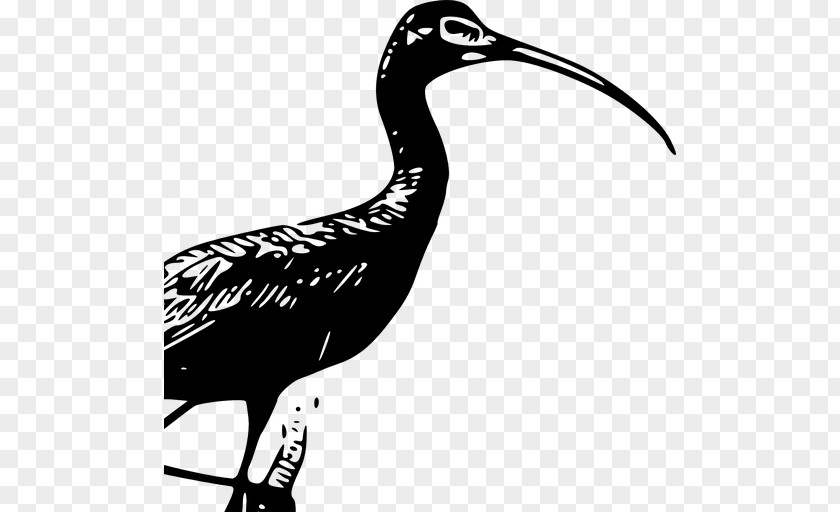Glossy Ibis American White Clip Art PNG